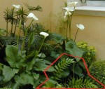 zamia.jpg