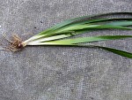 Copie de P1260571.JPG