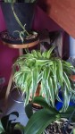 Le chlorophytum en question