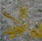 DSC01597. mimosa.JPG