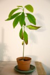 Avocat 60cm