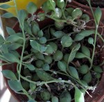 Plante 4.JPG