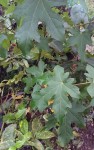 Liquidambar styraciflua ?