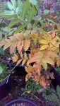 sorbus aucuparia ?