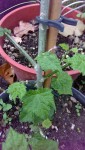 Famille des mauves (Lavatera)?