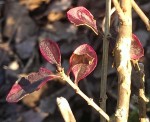 Les bords de feuilles virent au rose en hiver.<br />Un cotoneaster panaché peut être ?<br />Gros plan dur les feuilles.