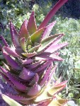 La plante d'une voisine qui y tient tout particulièrement mais qui ne se souvient plus du nom...