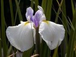 iris-emotion.jpg