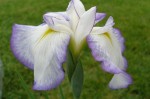 iris-ensata-activity.jpg