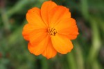 20140801_arbuste-du-LOT_003.jpg