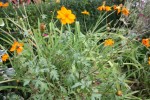 20140801_arbuste-du-LOT_004.jpg