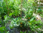 Les tomates supersweet de 2013