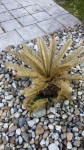 palm2.JPG