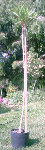 laurierrose_03w.jpg