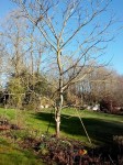 Noyer_Sève2-20150217.jpg