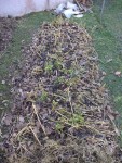 Voilà la moutarde avant le passage à la tondeuse.<br />Je ne l'ai absolument pas touchée,elle s'est couchée toute seule et les feuilles mortes sont venues se déposées toutes seules grâce au fort vent de ces dernières semaines et l'emplacement proche d'un mur exposé en plein vent qui crée des turbulences.