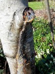 Noyer_Sève3-20150217.jpg