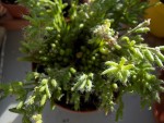 Plante 6.JPG