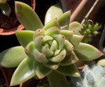 Plante 8-1.JPG