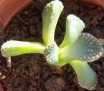 Plante 9.JPG