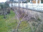 pommier devant.jpg