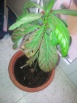 bonjour a tous <br />mon avocat  se presente comme ce ci et je ne sais pas quoi faire<br />merci de votre aide