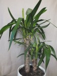 Yucca 1.jpg