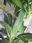 Yucca4.jpg