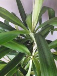 Yucca3.jpg