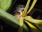 Yucca5.jpg