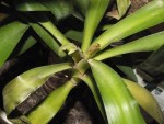 Yucca6.jpg