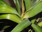 Yucca7.jpg