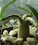 adenium%203%20branches.jpg