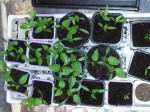 Poivrons_piments[1].jpg