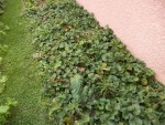 Voila à quoi cet emplacement ressemblait à la date du 15/11/14.<br />Les fraisiers étaient plantés.<br />Quelques fraisiers avait été replanté dans des pots mais tous le reste est resté sur place et à simplement été recouvert fin novembre de foin puis de feuilles mortes.