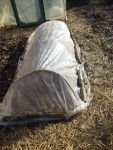 Le tunnel une fois fermé.<br />Cela va permettre au sol de se ressuyer un peu et de gagner quelques degrés avant la plantation des pommes de terres.