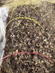 J'ai redisposer une légère couche de feuilles mortes pour continuer à nourrir mes amis les vers.