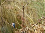 19.02.2015Lumix 004.JPG