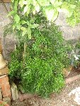 photos de la plante mystérieuse