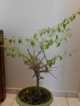 bougainviller.jpg
