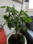 hibiscus.jpg