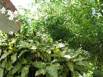 photos de la plante mystérieuse
