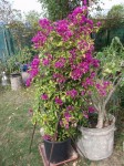 DSCF0819.JPG