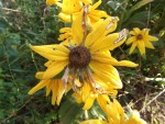 rudbeckia-2.jpg