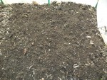 ............j'y ai déposé une pellicule de compost qui permet de noircir la terre se qui va l'aidée à se réchauffer et par la même occasion,va nourrir les salades.