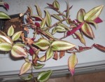 Tradescantia zebrina (2).JPG