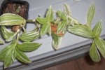 Tradescantia fluminensis variegata.JPG