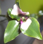 Tradescantia x andersoniana - Blushing Bride1.jpg