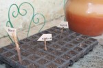 et j'y vais d'abord les tomates