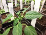Piments-2.jpg